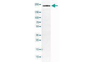 Western Blot analysis of RT-4 cell lysate with PBRM1 monoclonal antibody, clone CL0331 .