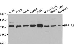 Western blot analysis of extracts of various cell lines, using PPP1R8 antibody.