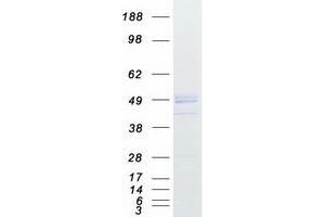 Validation with Western Blot (MIIP Protein (Myc-DYKDDDDK Tag))