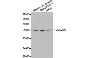 Western blot analysis of extracts of various cell lines, using CDC25A antibody. (CDC25A antibody  (AA 235-484))