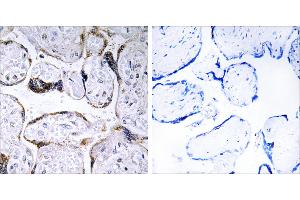 Peptide - +Immunohistochemistry analysis of paraffin-embedded human placenta tissue using ELOVL3 antibody.