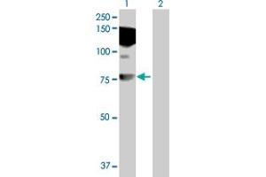 Western Blot analysis of HDX expression in transfected 293T cell line by HDX MaxPab polyclonal antibody. (HDX antibody  (AA 1-690))