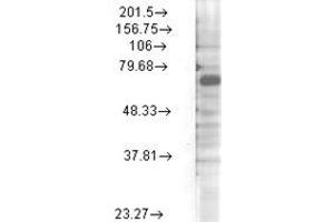 Kv3. (Kv3.4 antibody  (Internal Region))