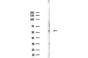 anti-RFT1 Homolog (RFT1) antibody