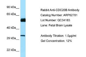 Western Blotting (WB) image for anti-Cell Division Cycle 20B (CDC20B) (N-Term) antibody (ABIN2789244) (CDC20B antibody  (N-Term))