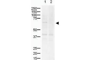 Image no. 1 for anti-ZIC2 (ZIC2) (AA 189-206) antibody (ABIN401287) (ZIC2 antibody  (AA 189-206))