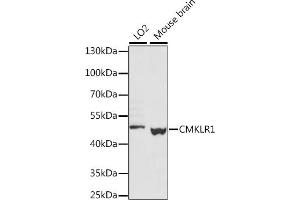 Western blot analysis of extracts of various cell lines, using CMKLR1 antibody (ABIN7266326) at 1:1000 dilution. (CMKLR1 antibody  (AA 250-350))