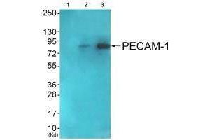 Western blot analysis of extracts from COS7 cells (Lane 2) and JK cells (Lane 3), using PECAM-1 (Ab-713) antiobdy. (CD31 antibody  (Tyr713))