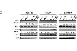 Western Blotting (WB) image for anti-Actin, gamma 1 (ACTG1) (N-Term) antibody (ABIN2855174)