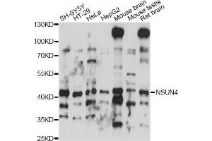Western blot analysis of extracts of various cell lines, using NSUN4 antibody (ABIN6293845) at 1:1000 dilution. (NSUN4 antibody)
