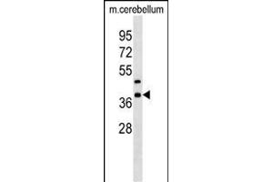 Mouse Crkl Antibody (C-term) (ABIN1537000 and ABIN2838331) western blot analysis in mouse cerebellum tissue lysates (35 μg/lane). (CrkL antibody  (C-Term))