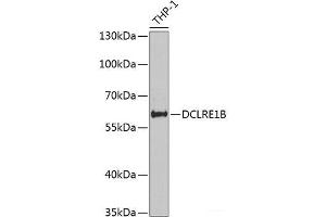 Western blot analysis of extracts of THP-1 cells using DCLRE1B Polyclonal Antibody at dilution of 1:1000. (DCLRE1B antibody)