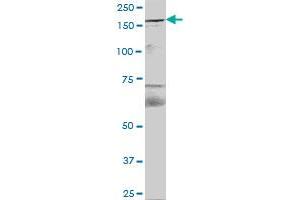 FYCO1 MaxPab polyclonal antibody. (FYCO1 antibody  (AA 1-255))