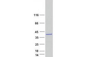 Validation with Western Blot (LASP1 Protein (Myc-DYKDDDDK Tag))