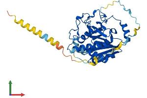 AlphaFold protein structure predicition of Mouse Recombinant Gbgt1 Protein, UniprotID Q8VI38 (GBGT1 Protein (AA 1-347) (His tag))