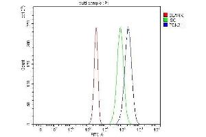 Flow Cytometry analysis of JK cells using anti-PDK2 antibody (ABIN5693279). (PDK2 antibody  (AA 81-177))