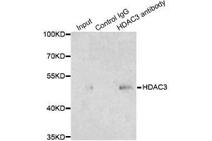 Immunoprecipitation analysis of 200 μg extracts of 293T cells using 1 μg HDAC3 antibody (ABIN5971166). (HDAC3 antibody)