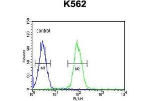 AKR1C3 Antibody (N-term) flow cytometric analysis of K562 cells (right histogram) compared to a negative control cell (left histogram).