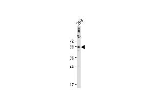 Anti-CTSA Antibody (N-term) at 1:2000 dilution + 293 whole cell lysate Lysates/proteins at 20 μg per lane. (CTSA antibody  (N-Term))