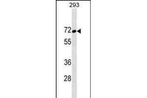 TFE3 Antibody (N-term) (ABIN1538859 and ABIN2849812) western blot analysis in 293 cell line lysates (35 μg/lane).