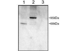 ABIN2564434 staining (1µg/ml) of COS cell lysates (25µg protein): transfected with Human PDE4D1 (1), transfected with Human PDE4D3 (2), untransfected (3). (PDE4D antibody  (C-Term))