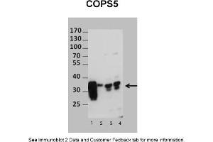 Sample Type: 1. (COPS5 antibody  (N-Term))