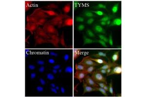 Immunofluorescence (IF) image for anti-Thymidylate Synthetase (TYMS) (AA 1-313), (N-Term) antibody (ABIN452662) (TYMS antibody  (N-Term))