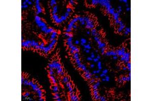 Immunofluorescence (Paraffin-embedded Sections) (IF (p)) image for anti-Annexin A4 (ANXA4) antibody (ABIN7073066)