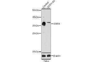 Western blot analysis of extracts from normal (control) and DDIT4 knockout (KO) HeLa cells, using DDIT4 antibody (ABIN6130875, ABIN6139466, ABIN6139468 and ABIN7101822) at 1:1000 dilution. (DDIT4 antibody  (AA 1-232))