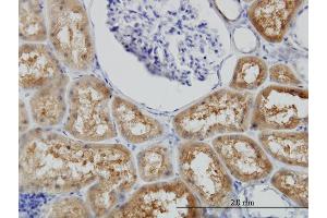 Immunoperoxidase of monoclonal antibody to BBOX1 on formalin-fixed paraffin-embedded human kidney. (BBOX1 antibody  (AA 278-387))