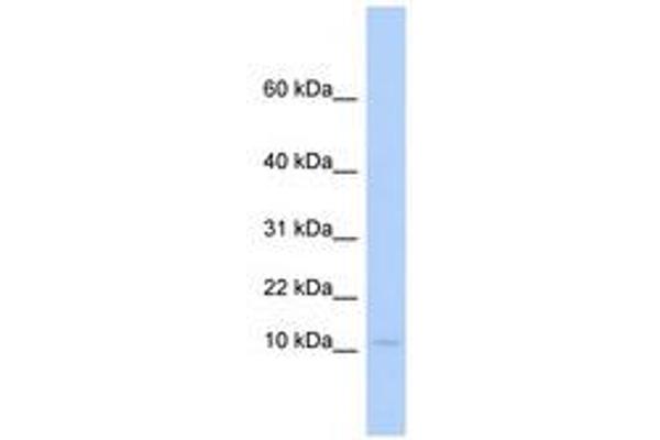 PLAC9 antibody  (C-Term)