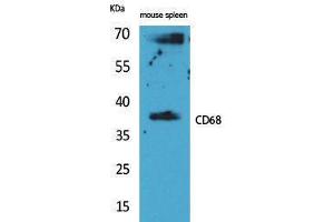 Western Blotting (WB) image for anti-CD68 Molecule (CD68) (Internal Region) antibody (ABIN6281728)