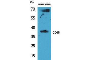 Western Blotting (WB) image for anti-CD68 Molecule (CD68) (Internal Region) antibody (ABIN3187745) (CD68 antibody  (Internal Region))