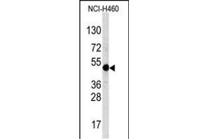 Western blot analysis of TFA Antibody (C-term) (ABIN388694 and ABIN2838770) in NCI- cell line lysates (35 μg/lane). (TFAP2A antibody  (C-Term))