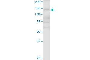 APAF1 MaxPab rabbit polyclonal antibody. (APAF1 antibody  (AA 1-1205))