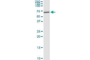 Immunoprecipitation of FANCC transfected lysate using anti-FANCC MaxPab rabbit polyclonal antibody and Protein A Magnetic Bead , and immunoblotted with FANCC purified MaxPab mouse polyclonal antibody (B01P) . (FANCC antibody  (AA 1-558))