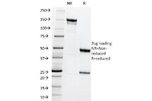 SDS-PAGE Analysis Purified MRP1 Mouse Monoclonal Antibody (MRP1/1344). (ABCC1 antibody)
