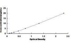 Cyclin-Dependent Kinase 2 (CDK2) ELISA Kit