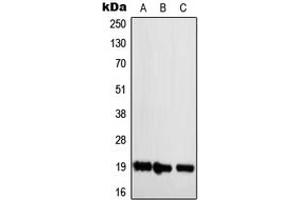 Western blot analysis of NBL1 expression in Jurkat (A), Raw264. (NBL1 antibody  (C-Term))