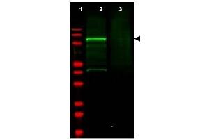 Image no. 1 for anti-Golgi-Associated, gamma Adaptin Ear Containing, ARF Binding Protein 3 (GGA3) (AA 400-415) antibody (ABIN401317) (GGA3 antibody  (AA 400-415))