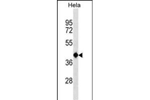 TSEN2 Antibody (N-term) (ABIN1539097 and ABIN2838137) western blot analysis in Hela cell line lysates (35 μg/lane). (TSEN2 antibody  (N-Term))