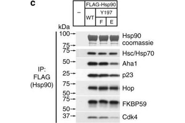 AHSA1 antibody  (Internal Region)