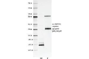 SDS-PAGE Analysis Purified CD147 Mouse Monoclonal Antibody (8D6). (CD147 antibody)