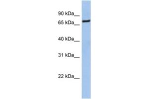 Western Blotting (WB) image for anti-Nuclear Factor (erythroid-Derived 2)-Like 1 (NFE2L1) antibody (ABIN2463963) (NFE2L1 antibody)
