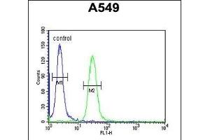 BUB1A Antibody (N-term) (ABIN651630 and ABIN2840336) flow cytometric analysis of A549 cells (right histogram) compared to a negative control cell (left histogram). (BUB1 antibody  (N-Term))