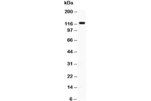 Western blot testing of TLR8 antibody at 0. (TLR8 antibody  (C-Term))