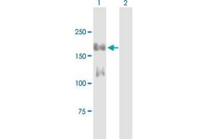 Western Blot analysis of IRS1 expression in transfected 293T cell line by IRS1 MaxPab polyclonal antibody. (IRS1 antibody  (AA 1-1242))