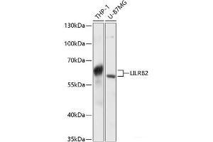 Western blot analysis of extracts of various cell lines using LILRB2 Polyclonal Antibody at dilution of 1:3000. (LILRB2 antibody)