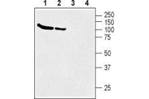 Western blot analysis of rat (lanes 1 and 3) and mouse (lanes 2 and 4) brain membranes: - 1,2. (SLC6A12 antibody  (Intracellular, N-Term))