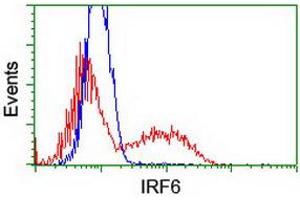 Image no. 2 for anti-Interferon Regulatory Factor 6 (IRF6) antibody (ABIN1498900)